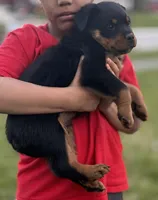 Fluffy Boy, a male Rottweiler for sale in Middletown, OH – Photo 1 of 5