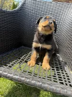 Fluffy Boy, a male Rottweiler for sale in Middletown, OH – Photo 2 of 5