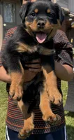 Fluffy Boy, a male Rottweiler for sale in Middletown, OH – Photo 4 of 5