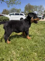 Fluffy Boy, a male Rottweiler for sale in Middletown, OH – Photo 5 of 5