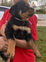 Pink Lady, a female Rottweiler for sale in Middletown, OH – Photo 4 of 6