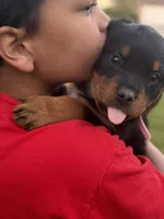 Pink Lady, a female Rottweiler for sale in Middletown, OH – Photo 5 of 6