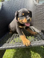 Pink Lady, a female Rottweiler for sale in Middletown, OH – Photo 3 of 6