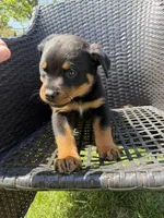 Pink Lady, a female Rottweiler for sale in Middletown, OH – Photo 1 of 6