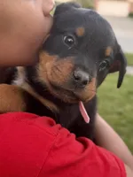 Pink Lady, a female Rottweiler for sale in Middletown, OH – Photo 6 of 6