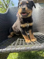 Pink Lady, a female Rottweiler for sale in Middletown, OH – Photo 2 of 6