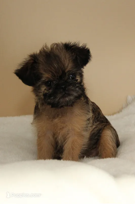 Fidgit – Brussels Griffon puppy for sale in Croswell, MI