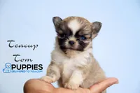 AKC Teacup Tom, a male Chihuahua for sale in Corning, CA – 1 of 4