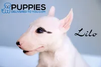 Lilo, a male Bull Terrier for sale in Corning, CA – 2 of 2