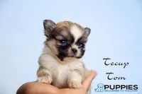 AKC Teacup Tom, a male Chihuahua for sale in Corning, CA – 2 of 4