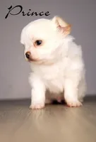 Prince, a male Chihuahua for sale in Corning, CA – 1 of 1