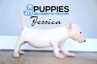 Jessica, a female Bull Terrier for sale in Corning, CA – 2 of 2