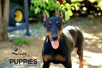 Lia, a female Doberman Pinscher for sale in Corning, CA – 2 of 2