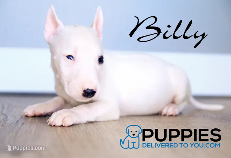 BIlly – Bull Terrier puppy for sale in Corning, CA