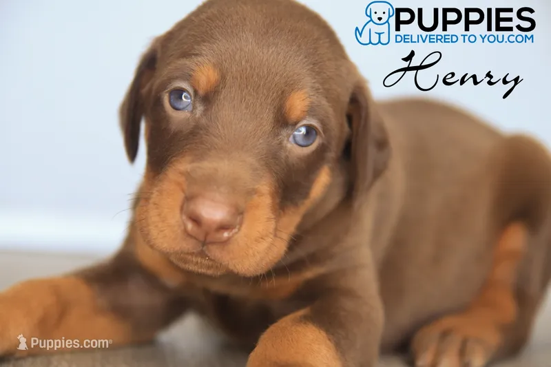 Henry – Doberman Pinscher puppy for sale in Corning, CA