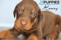 Henry, a male Doberman Pinscher for sale in Corning, CA – 1 of 2