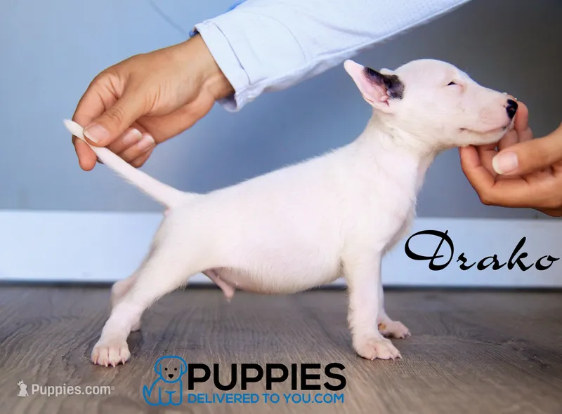 Drako – Bull Terrier puppy for sale in Corning, CA