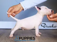 Drako, a male Bull Terrier for sale in Corning, CA – 1 of 2