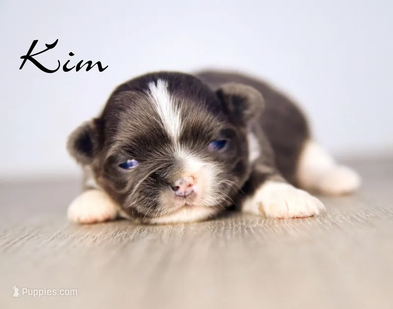 Kim – Chihuahua puppy for sale in Corning, CA