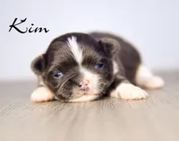 Kim, a female Chihuahua for sale in Corning, CA – 1 of 1