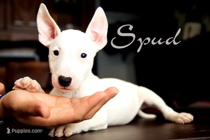 spud – Bull Terrier puppy for sale in Corning, CA
