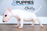 BIlly, a male Bull Terrier for sale in Corning, CA – 2 of 2