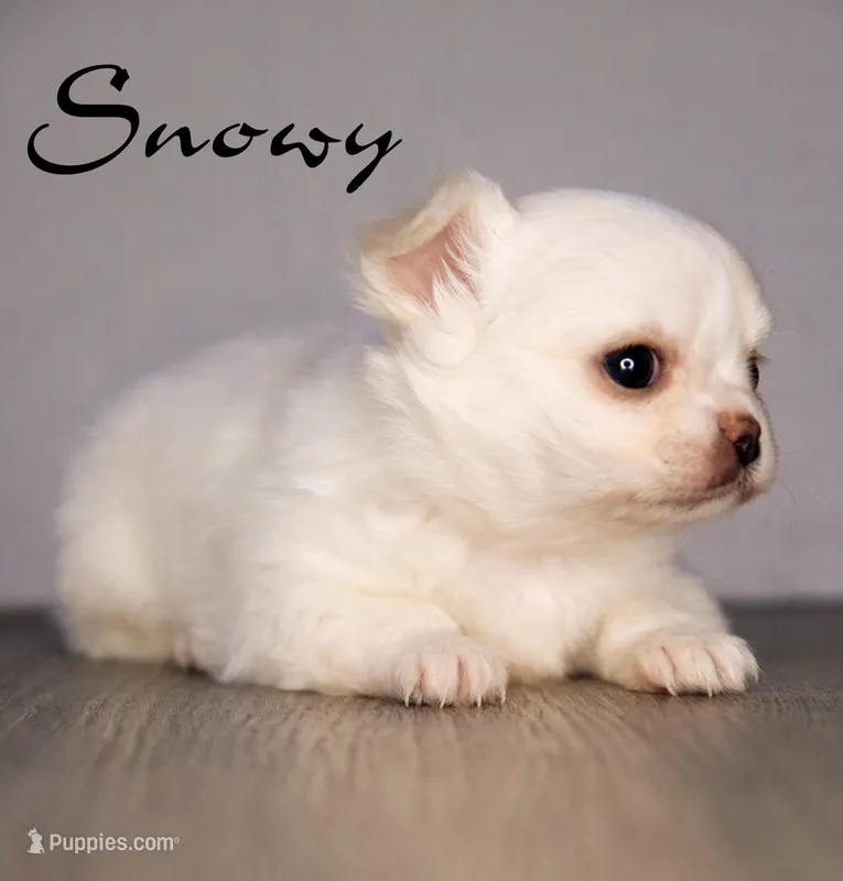 Snowy – Chihuahua puppy for sale in Corning, CA