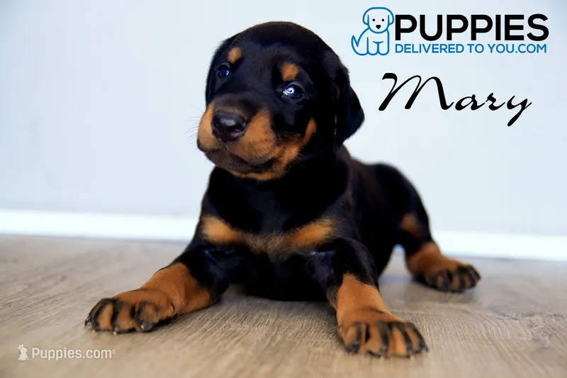 Mary – Doberman Pinscher puppy for sale in Corning, CA