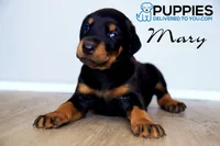 Mary, a female Doberman Pinscher for sale in Corning, CA – 1 of 1