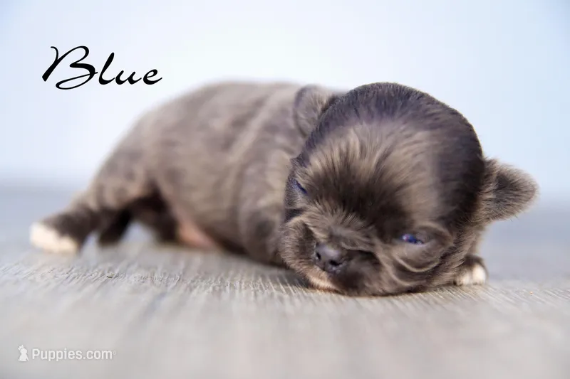 Blue  – Chihuahua puppy for sale in Corning, CA