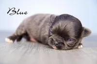 Blue , a male Chihuahua for sale in Corning, CA – 1 of 1