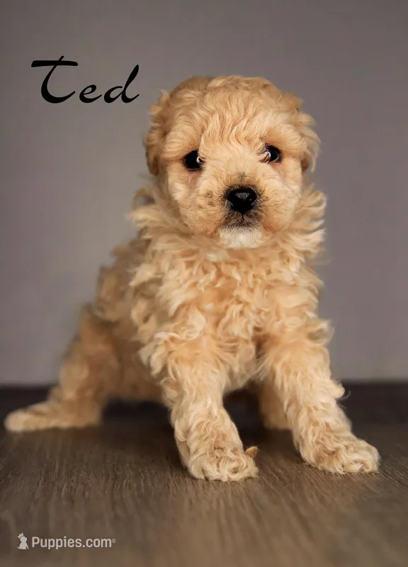 Ted – Poodle - Toy  puppy for sale in Corning, CA