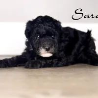 SARA, a female Poodle - Toy  for sale in Corning, CA – 1 of 1