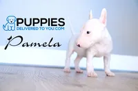 Pamela, a female Bull Terrier for sale in Corning, CA – 2 of 2