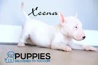 Xeena, a female Bull Terrier for sale in Corning, CA – 2 of 2
