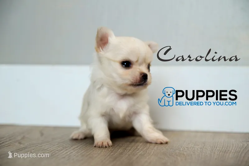 AKC Long hair Chihuahua Carolina, a female Chihuahua for sale in Corning, CA – 1 of 3