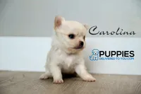 AKC Long hair Chihuahua Carolina, a female Chihuahua for sale in Corning, CA – 1 of 3