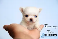 Teacup tim, a male Chihuahua for sale in Corning, CA – 2 of 4
