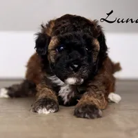 LUNA, a female Poodle - Toy  for sale in Corning, CA – 1 of 1