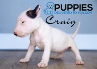 Craig, a male Bull Terrier for sale in Corning, CA – 1 of 2