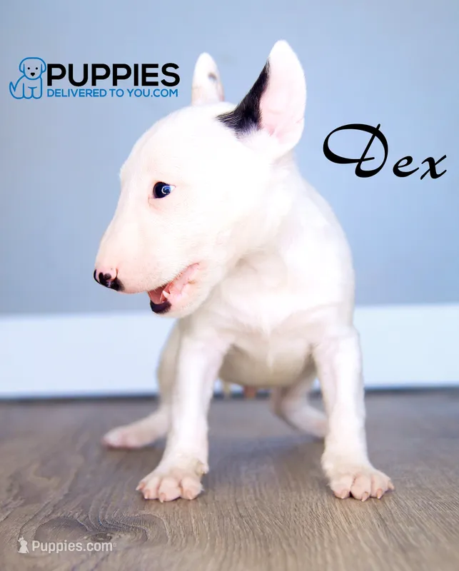 Dex – Bull Terrier puppy for sale in Corning, CA
