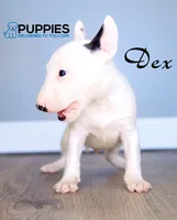 Dex, a male Bull Terrier for sale in Corning, CA – 1 of 1