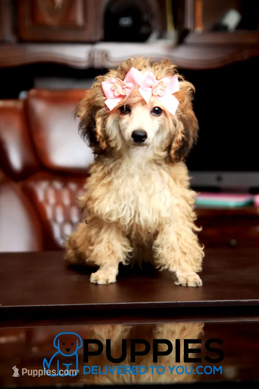 yami – Poodle - Toy  puppy for sale in Corning, CA