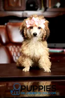 yami, a female Poodle - Toy  for sale in Corning, CA – 1 of 1