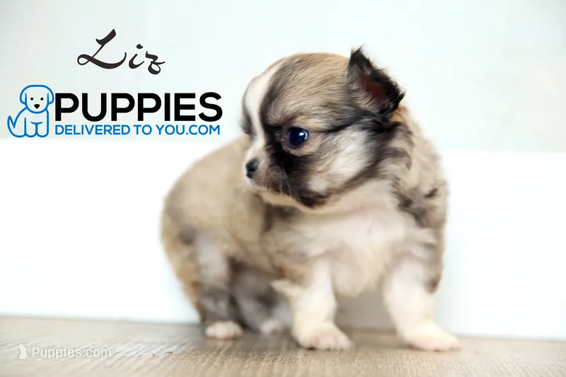 AKC Long Haired Chihuahua Liz, a female Chihuahua for sale in Corning, CA – 1 of 2