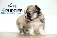 AKC Long Haired Chihuahua Liz, a female Chihuahua for sale in Corning, CA – 1 of 2