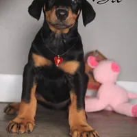 BRI, a female Doberman Pinscher for sale in Corning, CA – 1 of 1