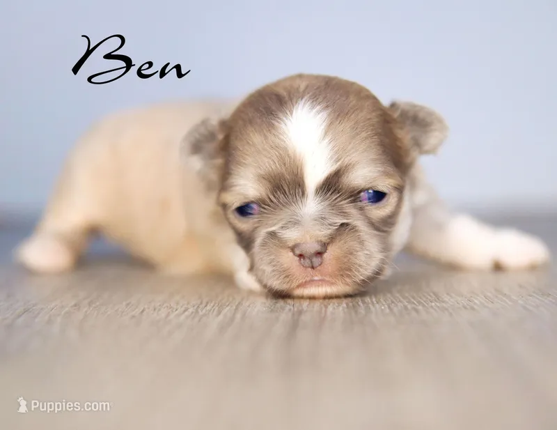 Ben  – Chihuahua puppy for sale in Corning, CA