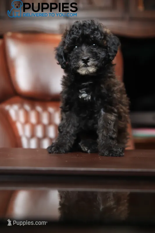 vanessa  – Poodle - Toy  puppy for sale in Corning, CA