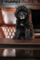 vanessa , a female Poodle - Toy  for sale in Corning, CA – 1 of 1